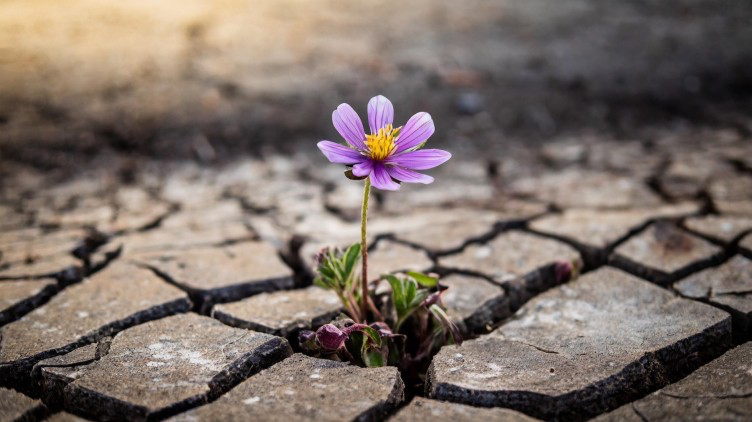 A single flower growing through cracked ground